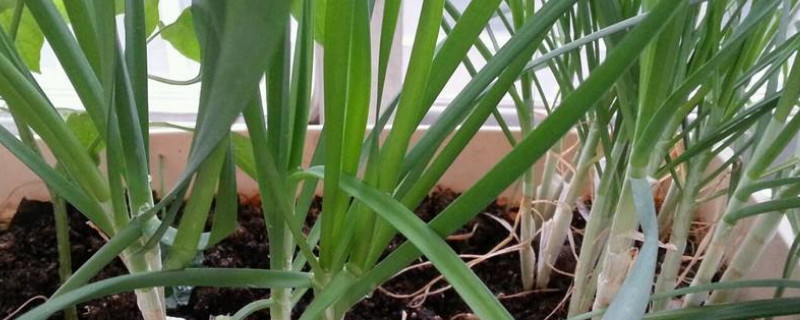 韭菜怎么播种出的快 韭菜种如何发芽快