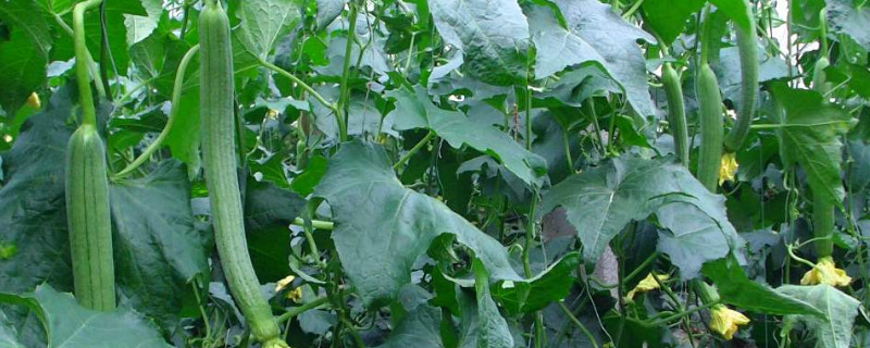 丝瓜种植方法 丝瓜种植方法和时间