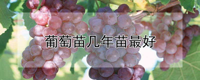 葡萄苗几年苗最好 多少年的葡萄苗好