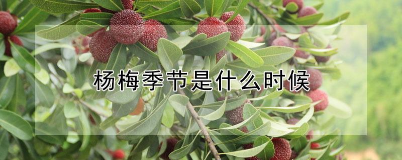 杨梅季节是什么时候（杨梅季节是什么时候开花）