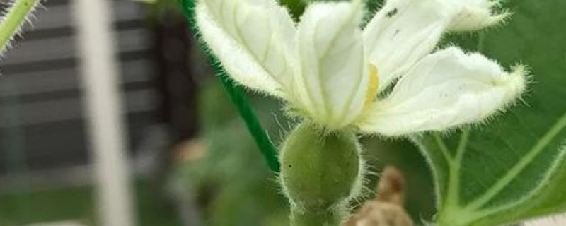 葫芦不开花怎么处理 葫芦不开花怎么处理图片