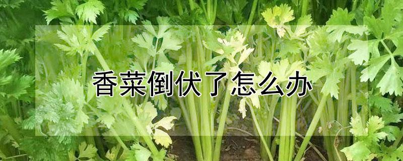 香菜倒伏了怎么办 香菜 倒伏
