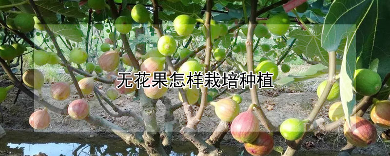 无花果怎样栽培种植 无花果怎样栽培种植方法