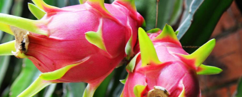 火龙果不开花结果怎么办（火龙果不开花结果怎么办视频）