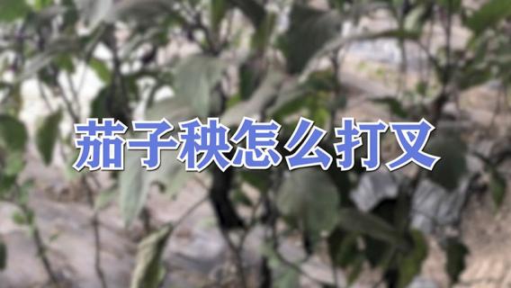 茄子秧怎么打叉 茄子秧怎么打叉整枝才能高产