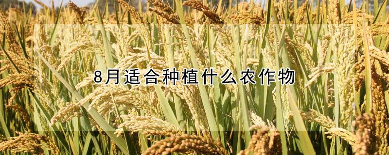 8月适合种植什么农作物（8月适合种植什么农作物呢）
