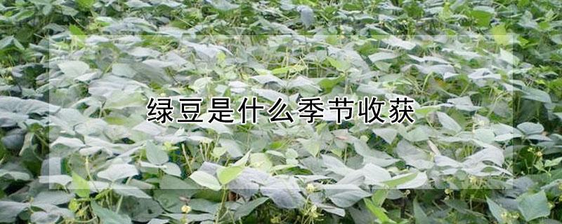 绿豆是什么季节收获（绿豆是什么季节收获的水果）
