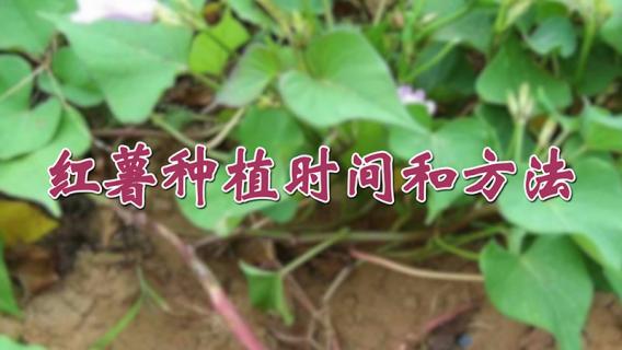 红薯种植时间和方法（浙江红薯种植时间和方法）