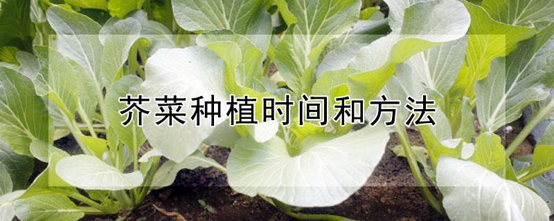芥菜种植时间和方法（包心芥菜种植时间和方法）