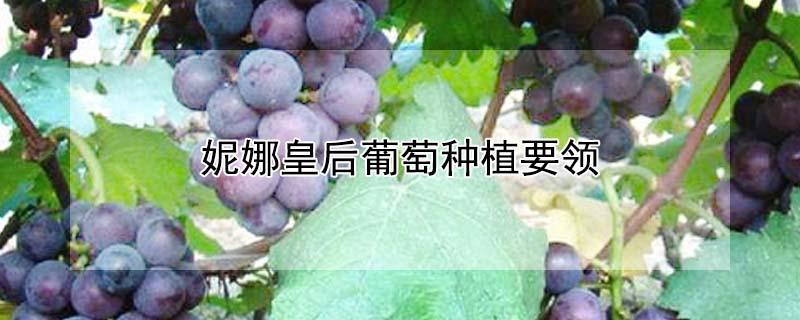 妮娜皇后葡萄种植要领 葡萄新品种妮娜皇后介绍