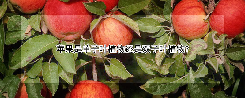 苹果是单子叶植物还是双子叶植物? 苹果是单子叶植物还是双子叶植物图片