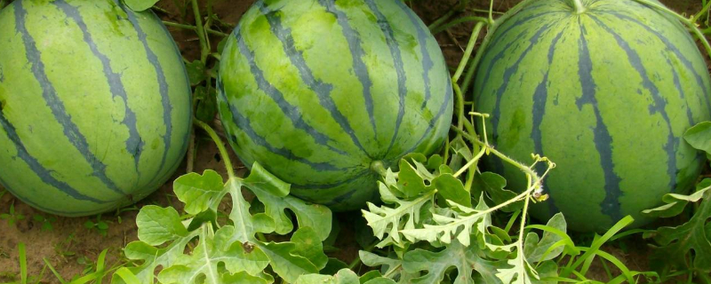 西瓜苗多久可以长西瓜 西瓜苗多久能长出西瓜
