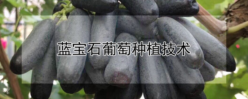 蓝宝石葡萄种植技术 蓝宝石葡萄种植技术书