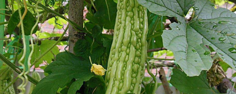 苦瓜和丝瓜能挨着种吗（苦瓜和丝瓜能挨着种吗图片）
