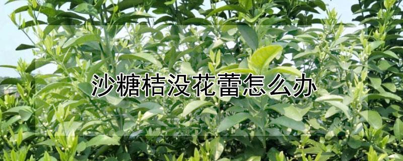 沙糖桔没花蕾怎么办 沙糖桔没花蕾怎么办