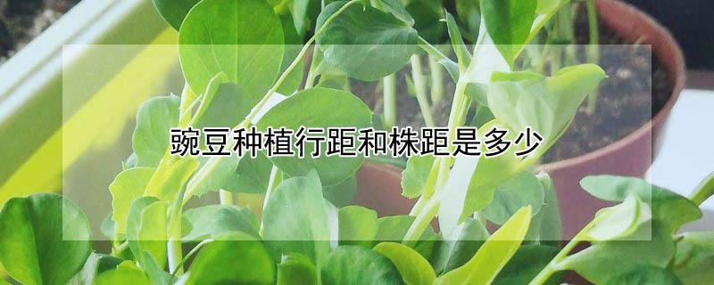 豌豆种植行距和株距是多少 豌豆种植密度是多少
