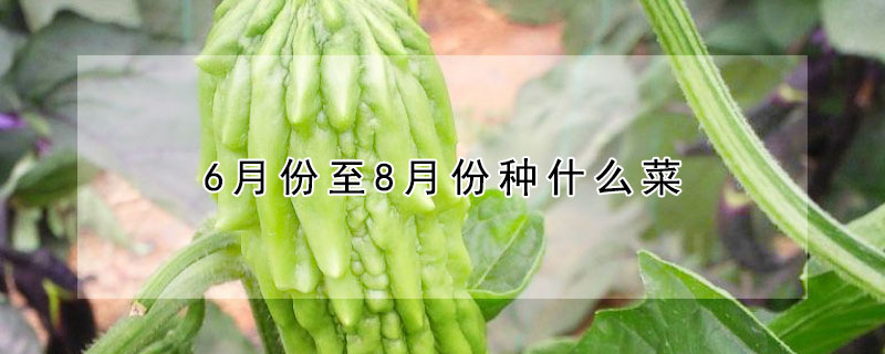 6月份至8月份种什么菜（8月份是种什么菜的季节）