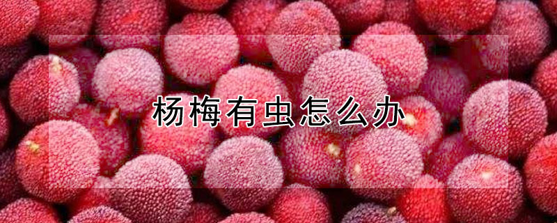 杨梅有虫怎么办 杨梅有虫怎么办能吃吗