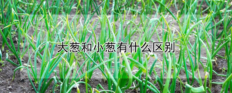 大葱和小葱有什么区别 大葱和小葱有什么区别驱寒