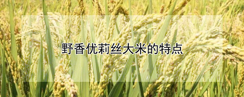 野香优莉丝大米的特点（野香优巴丝米质）