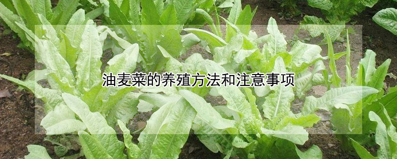 油麦菜的养殖方法和注意事项（油麦菜的栽培技术与方法）