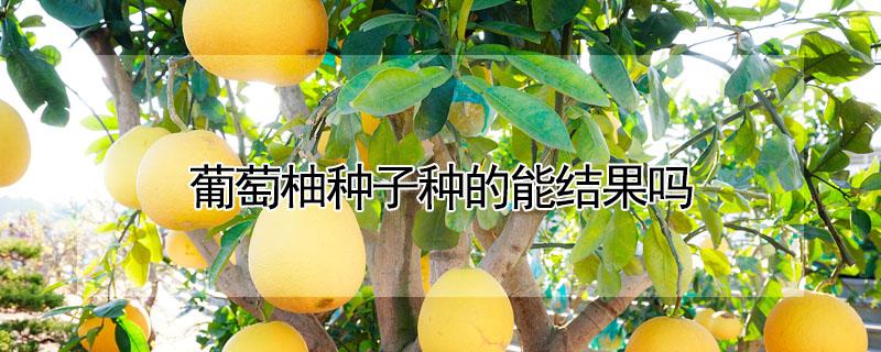 葡萄柚种子种的能结果吗（葡萄柚种子种的能结果吗）