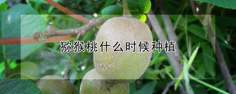 猕猴桃什么时候种植（猕猴桃什么时候种植成活率高）