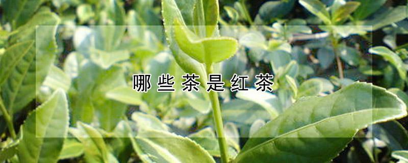 哪些茶是红茶 哪些茶是红茶?
