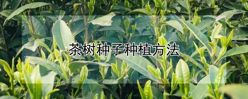 茶树种子种植方法 茶树种子种植方法视频