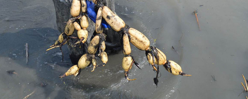 藕芽怎么种植 藕芽种植方法