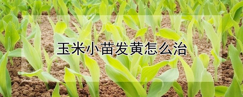 玉米小苗发黄怎么治（玉米小苗发黄怎么治）