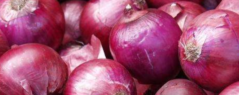 洋葱多长时间浇一次水 洋葱多长时间浇一次水好