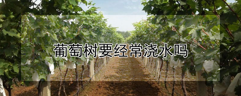 葡萄树要经常浇水吗 葡萄树要经常浇水吗视频