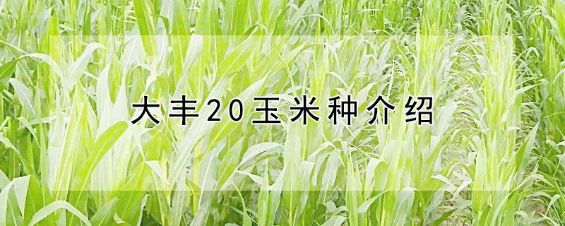 大丰20玉米种介绍 玉米新品种大丰30