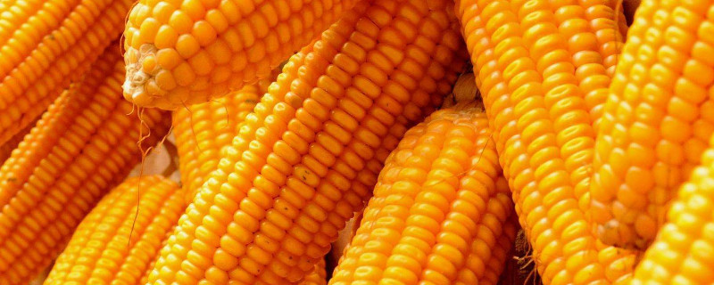 玉米开花后几天成熟（玉米开花后多久长玉米）