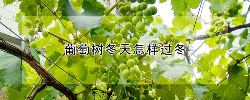葡萄树冬天怎样过冬 葡萄树冬天怎样过冬视频