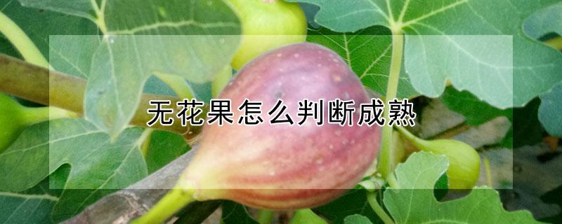 无花果怎么判断成熟 无花果怎么看是否成熟