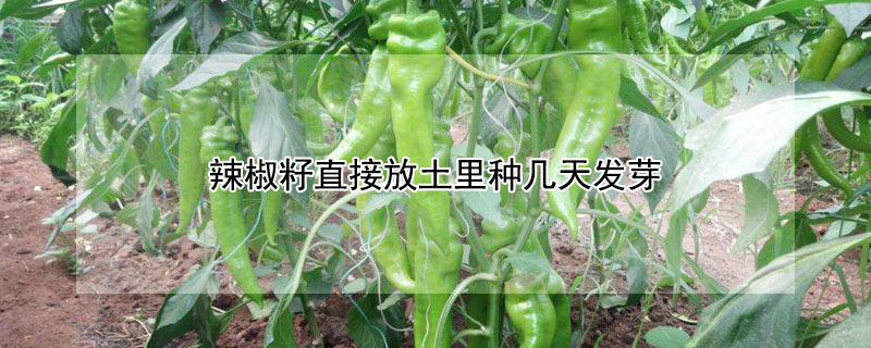 辣椒籽直接放土里种几天发芽（辣椒籽直接放土里种几天发芽能吃吗）