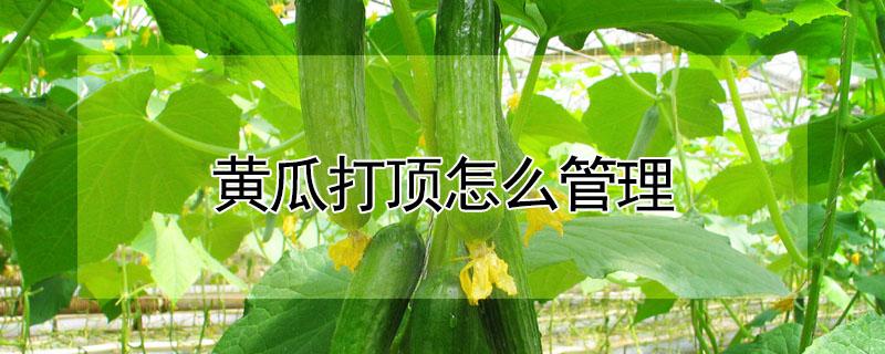 黄瓜打顶怎么管理（黄瓜怎样打顶）
