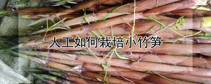 人工如何栽培小竹笋 人工如何栽培小竹笋视频教程