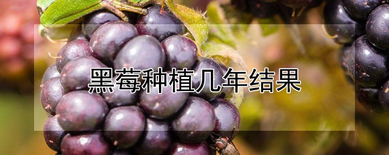 黑莓种植几年结果 黑莓种植几年结果出来
