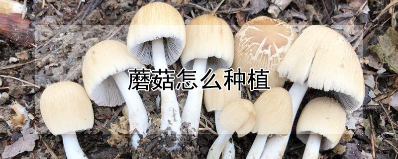 蘑菇怎么种植（蘑菇怎么种植方法视频教程）