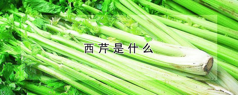 西芹是什么 西芹是什么季节的蔬菜