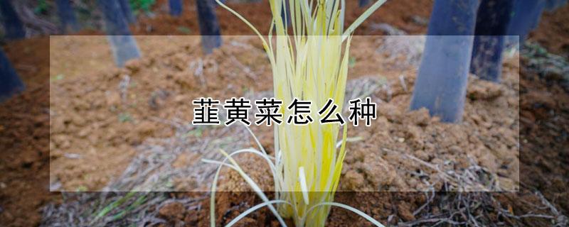 韮黄菜怎么种（黄花菜怎么种的）
