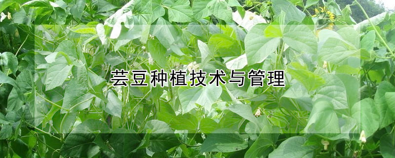 芸豆种植技术与管理（芸豆种植技术与管理方法）