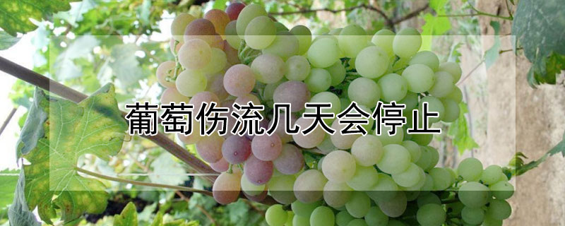 葡萄伤流几天会停止 葡萄伤流几天会停止生长