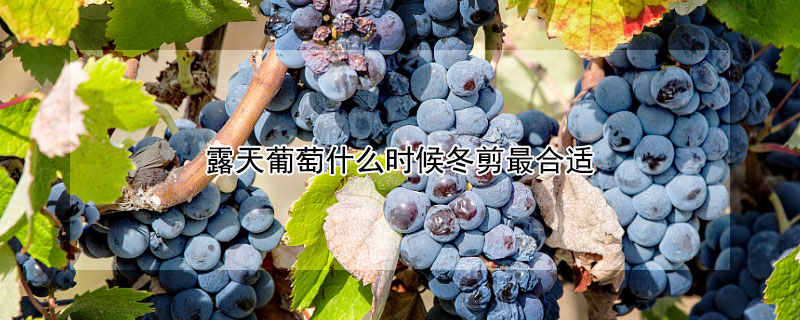露天葡萄什么时候冬剪最合适 葡萄冬天什么时候剪枝最好