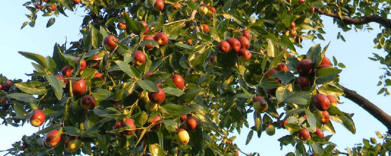 大枣树什么时候移栽好栽（大枣树什么时候移栽最好）