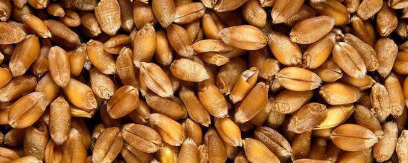 小麦里面放什么不会生虫（小麦里面放什么不会生虫子）