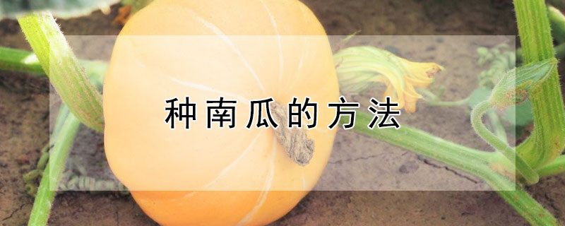 种南瓜的方法 花盆种南瓜的方法